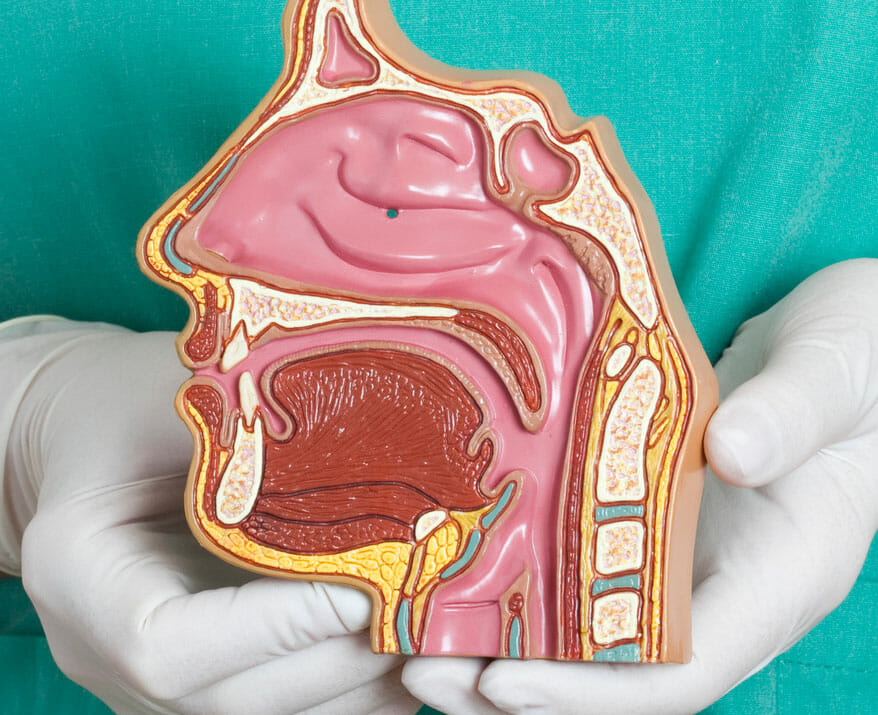 nasal-anatomy-sinushealth